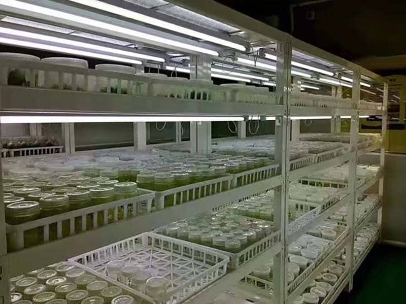 培養架、蜜桃视频无码区在线观看架、光照培養架