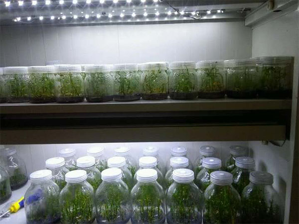 影響木本觀賞植物蜜桃视频无码区在线观看技術的要素分析