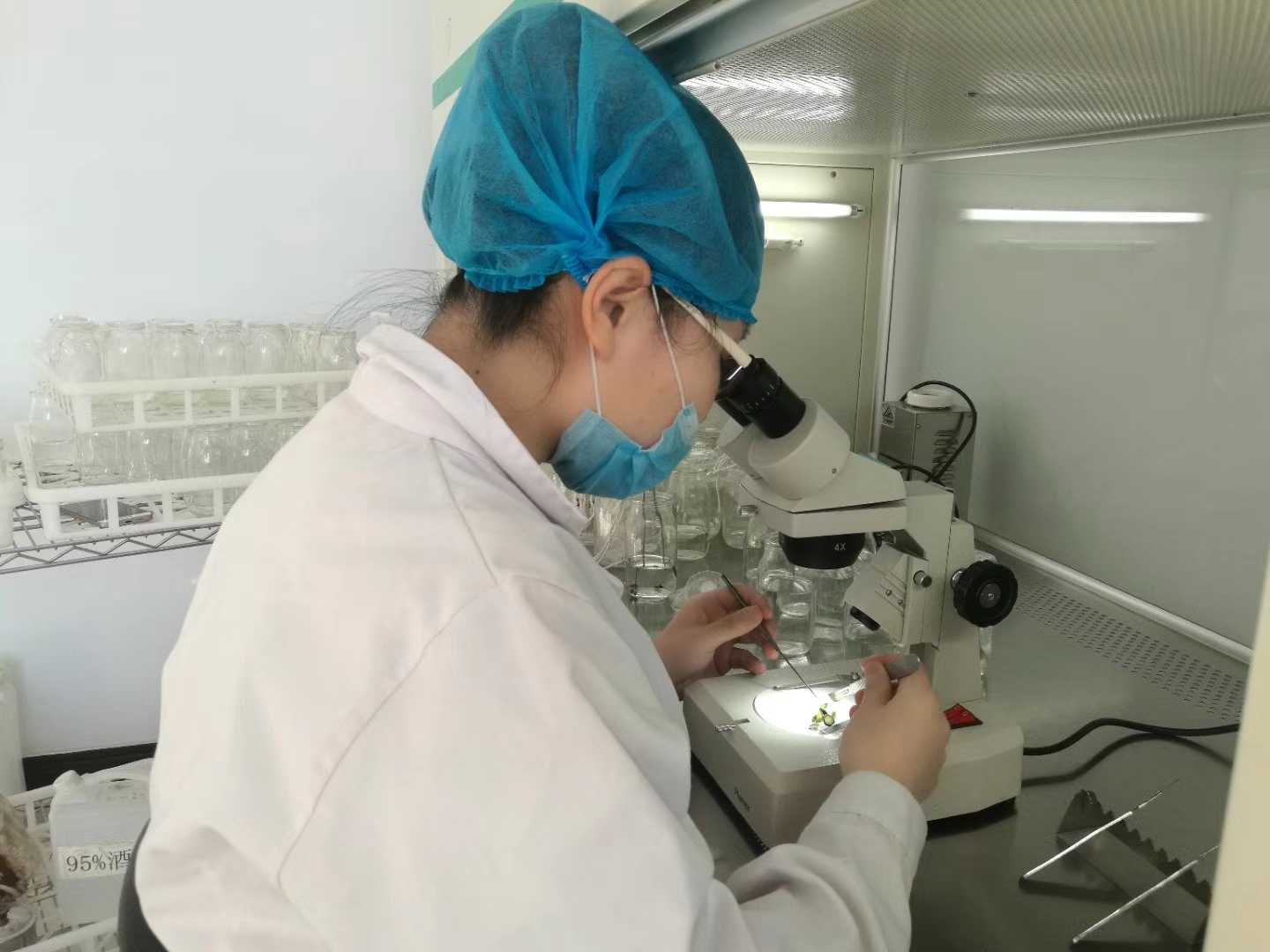 蜜桃视频无码区在线观看苗，蜜桃视频无码区在线观看，組織培養